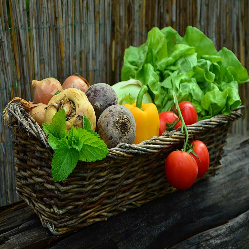 how to start vegetable garden